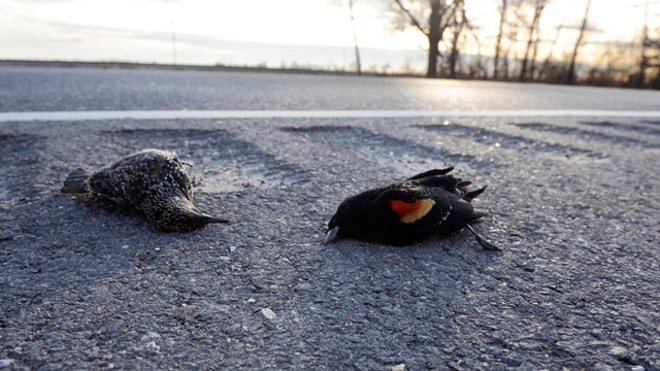 Dead Birds Louisiana